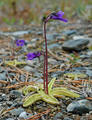 Tettegrasslekta (Pinguicula)