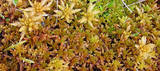 Moser (Bryophytes)