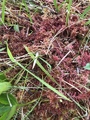 Torvmoser (Sphagnum)