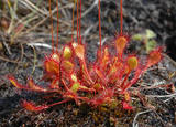 Rundsoldogg (Drosera rotundifolia)