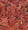 Rødtorvmose (Sphagnum rubellum)