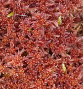 Rødtorvmose (Sphagnum rubellum)