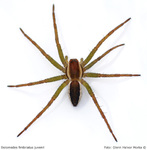 Myredderkopp (Dolomedes fimbriatus)