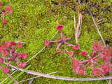 Rundsoldogg (Drosera rotundifolia)