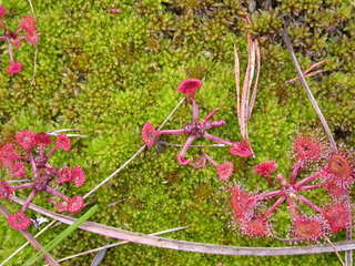 Rundsoldogg (Drosera rotundifolia)