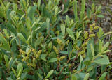 Pors (Myrica gale)