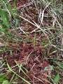 Torvmoser (Sphagnum)