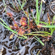 Rundsoldogg (Drosera rotundifolia)