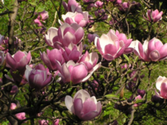 Magnoliaslekta (Magnolia)