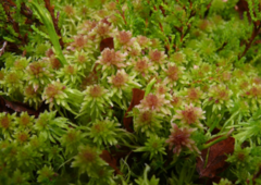 Torvmoser (Sphagnum)