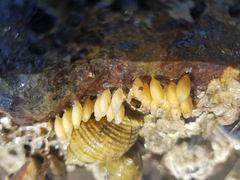 Svamper (Porifera)