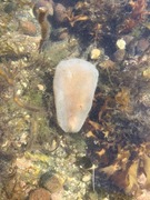 Sea cucumbers (Holothuroidea)