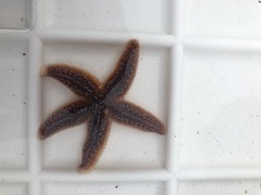 Vanlig korstroll (Asterias rubens)