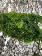 Havsalat (Ulva lactuca)