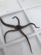 Brittle stars (Ophiuroidea)