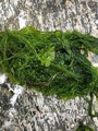 Vanlig grønndusk (Cladophora rupestris)