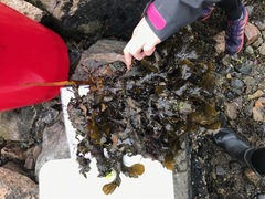 Red algae (Rhodophyta)