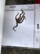 Brittle stars (Ophiuroidea)