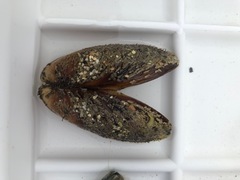 O-skjell (Modiolus modiolus)