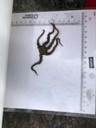 Brittle stars (Ophiuroidea)