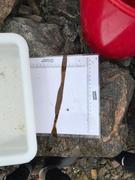 Sugar Kelp (Saccharina latissima)