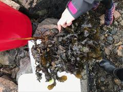 Red algae (Rhodophyta)