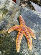 Vanlig korstroll (Asterias rubens)