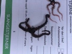Brittle stars (Ophiuroidea)