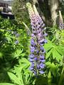 Hagelupin (Lupinus polyphyllus)