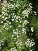 Kjempebjørnekjeks (Heracleum mantegazzianum)