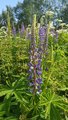 Hagelupin (Lupinus polyphyllus)