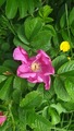 Rynkerose (Rosa rugosa)