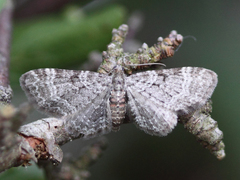 Slåpetornblomstmåler (Pasiphila chloerata)