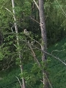 Tawny Owl (Strix aluco)