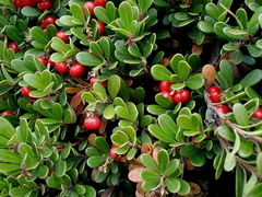 Bearberry (Arctostaphylos uva-ursi)