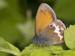 Perleringvinge (Coenonympha arcania)