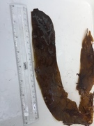 Sugar Kelp (Saccharina latissima)