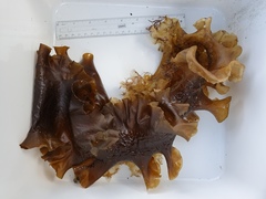 Sugar Kelp (Saccharina latissima)
