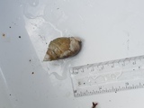 Snegler (Gastropoda)
