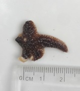 Piggkorstroll (Marthasterias glacialis)