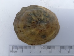 Albusnegl (Patella vulgata)