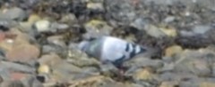 Feral Pigeon (Columba livia domestica)