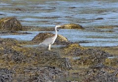 Gråhegre (Ardea cinerea)