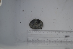 Teppeskjell (Venerupis corrugata)