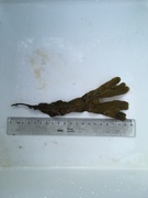 Blæretang (Fucus vesiculosus)