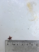 Vanlig korstroll (Asterias rubens)