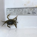 Strandkrabbe (Carcinus maenas)