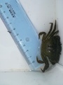 Strandkrabbe (Carcinus maenas)