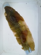 Oarweed (Laminaria digitata)