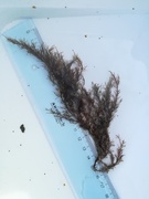 Red algae (Rhodophyta)